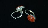Dark Red, Polished Dinosaur Bone (Gembone) Earrings #54105-1